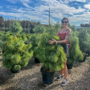 Borovica himalájska (Pinus strobus) ´WALLICHIANA´ výška: 100-130 cm, kont. C35L (nepichľavá)